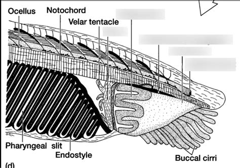 Biolab: Cephalochordata Internal Anatomy pt. 2 Diagram | Quizlet