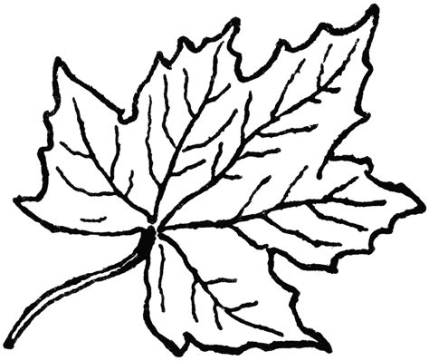 Leaves black and white september leaves clipart black and white ...