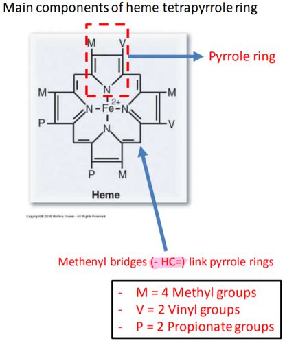 Heme Metabolism Flashcards | Quizlet