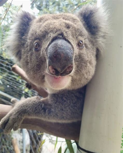 Adelaide Koala Wildlife Centre on Instagram: "Beautiful big boy with a ...