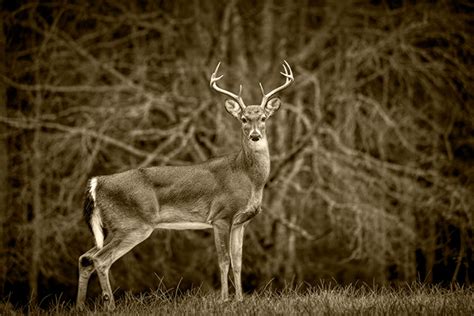 White Tail Deer Buck With Antlers Deer Hunting Big Game - Etsy