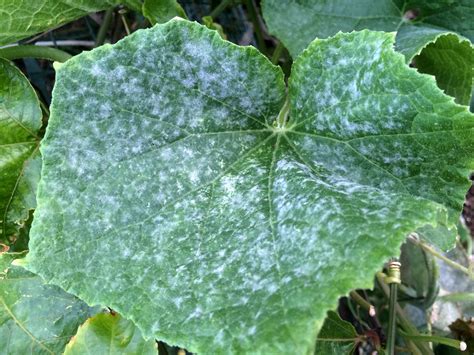 Cucumber | Diseases and Pests, Description, Uses, Propagation