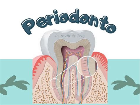 Periodonto | KONDENT | uDocz