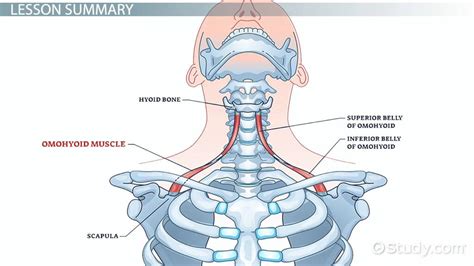 Pin On Anatomy, 57% OFF | gbu-taganskij.ru