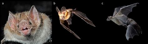 Modes of echolocation. The majority of echolocating bats emit ...