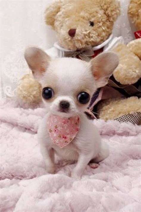 Chien miniature #chihuahua blanc | Teacup chihuahua puppies, Cute dogs and puppies, Chihuahua ...