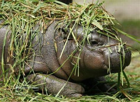 Mom and baby Hippo - Hippos Photo (24490671) - Fanpop