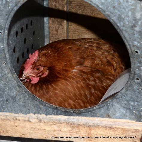 Chicken Coop Build: Pictures Of Chicken Laying Eggs