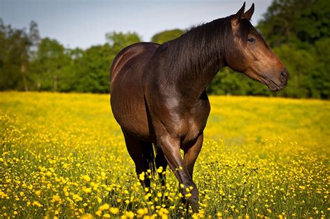 horse, Meadow, Flowers Wallpapers HD / Desktop and Mobile Backgrounds