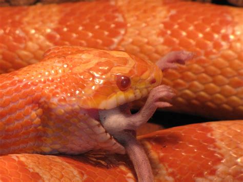 Snake Eating A Mouse Free Stock Photo - Public Domain Pictures