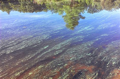 Why is Blue-Green Pond Algae Harmful?