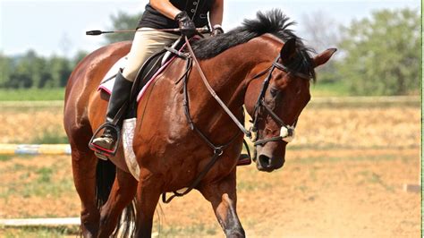 5 Best Jumping Horse Breeds: Find The Perfect Fit For You