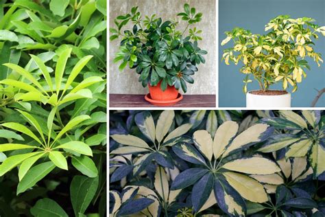 10 Different Types of Umbrella Plants - Garden Lovers Club