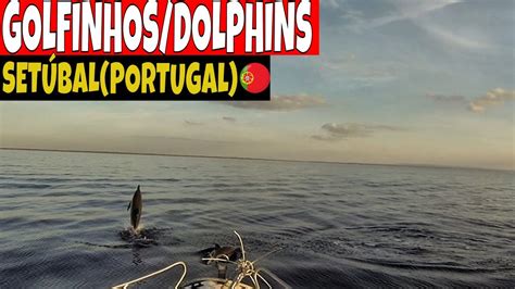 GOLFINHOS AO LARGO DE SETÚBAL | DOLPHINS PLAYING IN SEA(VIDEO NÃO EDITADO) - YouTube