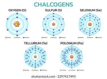 Chalcogens Elements On Periodic Table Information Stock Vector (Royalty Free) 2297417495 ...