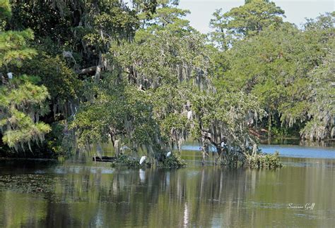 Lowcountry Landscape Photograph by Suzanne Gaff | Fine Art America