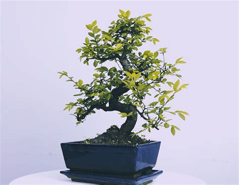 Bonsai Pots - A Range of Colours and Sizes | Bonsai2U