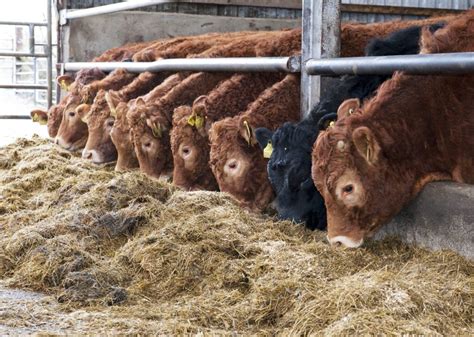 Northern Ireland's store cattle exports almost reached £10m last year - Agriland.ie