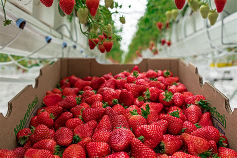 Nature Fresh Farms to grow strawberry production volume - Greenhouse ...