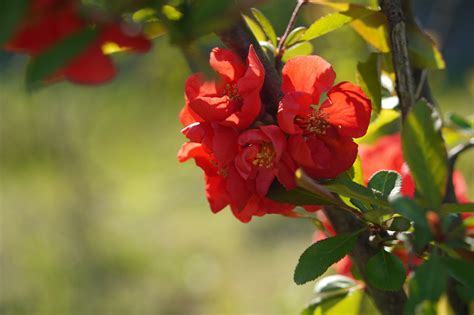 Japanese Quince Flowers Plant Red - Free photo on Pixabay - Pixabay