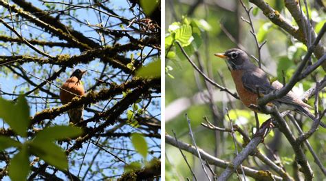 Native of the Month: American Robin | SHADOW