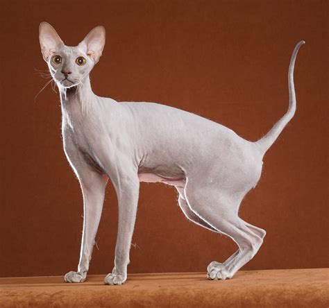 PETERBALD BREEDER - www.heavenlyhairlesspeterbaldcat.com