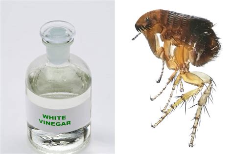 Does White Vinegar Kill Fleas? How to Use White Vinegar for Fleas