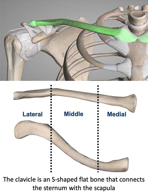 Clavicle Fractures Broken Collarbone Symptoms, Causes, 41% OFF