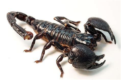 Let's do Some Zoology! - Emperor Scorpion (Pandinus imperator) …a large...