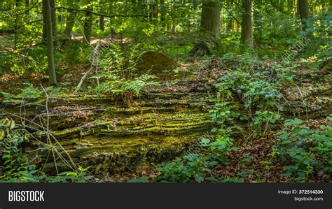 Ancient Forest Western Image & Photo (Free Trial) | Bigstock