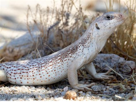 Desert iguana: habitat and characteristics