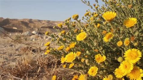 Desert wildflowers in Israel — Stock Video © ronib1979 #97548238