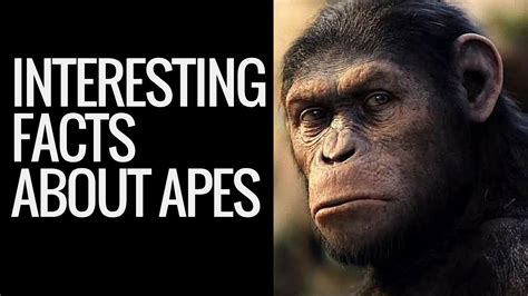 Apes A General Idea | Ape Classification | Interesting Facts About Apes | Ape Facts - YouTube