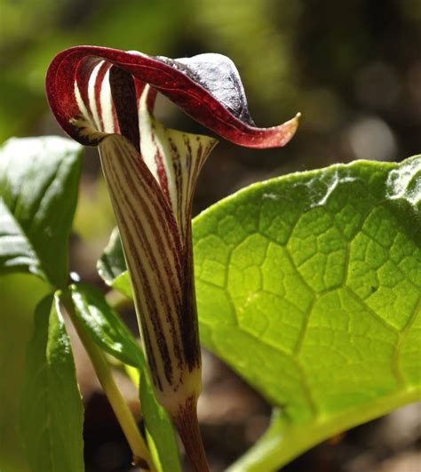 5 JACK IN THE PULPIT (Brown Dragon) Arisaema Triphyllum Flower Seeds | Flower seeds, Shade ...