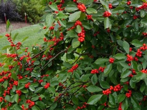 Winterberry (5 Pack) - York County Conservation District