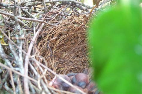 baby blue jay nest again by bohoki on DeviantArt