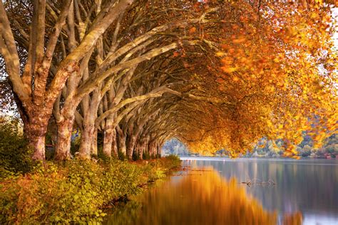 Autumn Trees Orange Lake 5k Wallpaper,HD Nature Wallpapers,4k Wallpapers,Images,Backgrounds ...