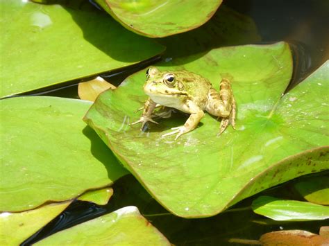 Little frog on a Lily pad (Madeira) | Животные, Птички