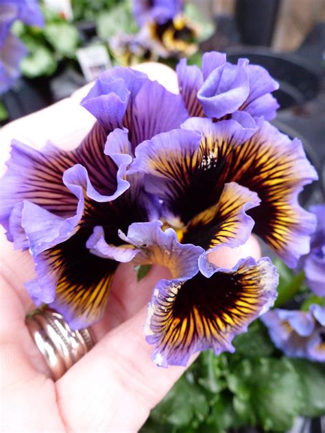 Pansy, Frizzle Sizzle Lemonberry Johnny Jump Up, Farm Gardens, Pansies, Farms, Greenhouse, Bloom ...