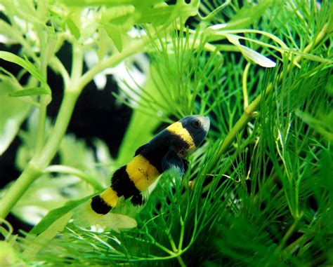 bumblebee goby Archives - Aquariadise