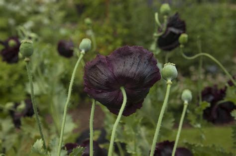 Black Flowers That You Can Grow in Your Garden