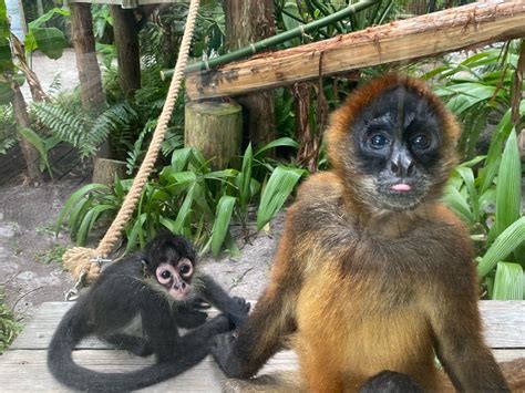 Central Florida Zoo & Botanical Gardens Central Florida Zoo takes in ...