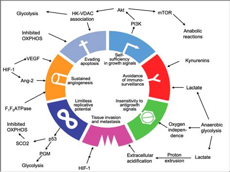 Figure 3 from Tumor cell metabolism: cancer's Achilles' heel. | Semantic Scholar