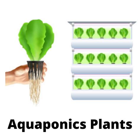 The 8 Best Plants Grow In Aquaponics & Hydroponics System - Agro Pro