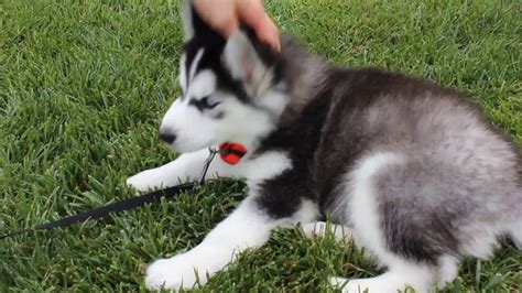 Siberian Husky Puppy Playing / 8 week old - YouTube