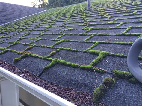 Roof Moss Removal | Evergreen Window Cleaning & Home Maintenance