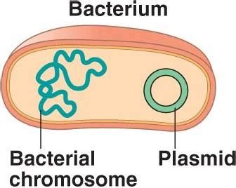 Recombinant DNA - Genome ed