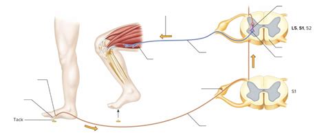 Withdrawal Reflex Diagram Diagram | Quizlet