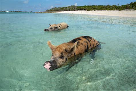 What to Do Near Big Major Cay (Pig Island), home of the Swimming Pigs