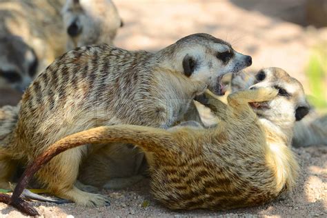 Meerkat playing | Stock image | Colourbox